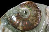 Polished Ammonite (Cleoniceras) - Madagascar #108242-1